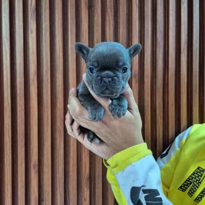 Bonita – Blue French Bulldog Female