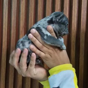 Bruno – Blue Merle French Bulldog Male