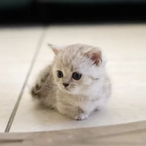Elvis – Short Leg Scottish Munchkin Kitten