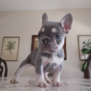 Female French Bulldog