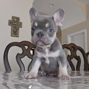 Male French Bulldog 1