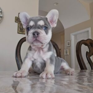 Male French Bulldog 2